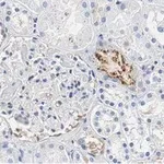 Merck Anti-PEDF (SERPIN F1) Antibody, clone 2C16 ZooMAb Rabbit Monoclonal