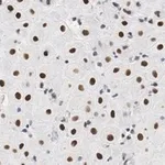 Merck Anti-BMI-1 Antibody, clone F6 ZooMAb Mouse Monoclonal