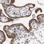 Merck Anti-PDE4B Antibody, clone 1E9 ZooMAb Rabbit Monoclonal