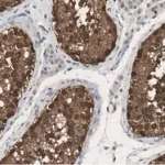 Merck Anti-HSP90 alpha Antibody, clone 4M13 ZooMAb Rabbit Monoclonal