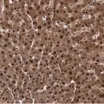 Merck Anti-LHPP Antibody, clone 3B18 ZooMAb Rabbit Monoclonal
