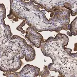 Merck Anti-Integrin α-5 Antibody, clone 5E18 ZooMAb Rabbit Monoclonal