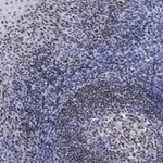 Merck Anti-Bcl11A Antibody, clone 2C4 ZooMAb Rabbit Monoclonal