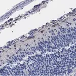 Merck Anti-Reelin Antibody, clone G10 ZooMAb Mouse Monoclonal