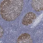 Merck Anti-PCNA Antibody, clone 3B22 ZooMAb Rabbit Monoclonal