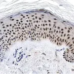 Merck Anti-RXR-alpha Antibody, clone 2I8 ZooMAb Rabbit Monoclonal