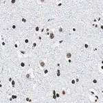 Merck Anti-Histone H2B Antibody, clone 4O11 ZooMAb Rabbit Monoclonal