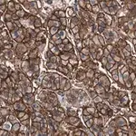 Merck Anti-MDR-1 Antibody, clone 1O12 ZooMAb Rabbit Monoclonal