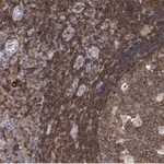 Merck Anti-FNBP1 Antibody, clone 3C23 ZooMAb Rabbit Monoclonal