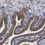 Merck Anti-PKCι Antibody, clone 1J13 ZooMAb Rabbit Monoclonal