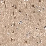 Merck Anti-PEA15 Antibody, clone 2J13 ZooMAb Rabbit Monoclonal