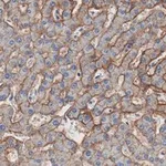 Merck Anti-Aquaporin-9 Antibody, clone 1E4 ZooMAb Rabbit Monoclonal