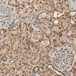 Merck Anti-RBPMS Antibody, clone 1E16 ZooMAb Rabbit Monoclonal