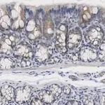 Merck Anti-iNOS (NOSII) Antibody, clone 2G17 ZooMAb Rabbit Monoclonal