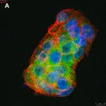 Merck Anti-BMP-2 Antibody, clone 4O5 ZooMAb Rabbit Monoclonal