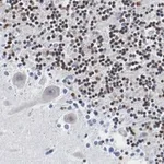 Merck Anti-DNA Polymerase beta Antibody, clone 3F21 ZooMAb Rabbit Monoclonal