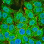 Merck Anti-STAT1 (alpha & beta) clone 3G14 ZooMAb Rabbit Monoclonal