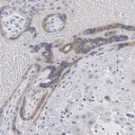Merck Anti-Angiopoietin-2 Antibody, clone 4L18 ZooMAb Rabbit Monoclonal