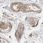 Merck Anti-β Tubulin Antibody, clone 10G11 ZooMAb Rabbit Monoclonal