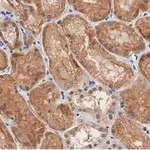 Merck Anti-Occludin Antibody, clone 1C17 ZooMAb Rabbit Monoclonal