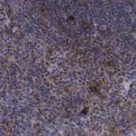 Merck Anti-CD25 (IL2-RA) Antibody, clone 1K6 ZooMAb Rabbit Monoclonal