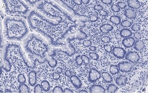 Merck Anti-LONP1 Antibody, clone 1I18, ZooMAb Rabbit Monoclonal