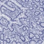 Merck Anti-LONP1 Antibody, clone 1I18, ZooMAb Rabbit Monoclonal