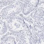 Merck Anti-Pericentrin Antibody, clone 2H11, ZooMAb Rabbit Monoclonal