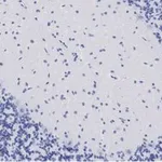 Merck Anti-GluR1 Antibody, clone 1C11, ZooMAb Rabbit Monoclonal