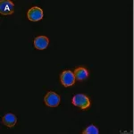 Merck Anti-Tec Antibody, clone 19M23, ZooMAb Rabbit Monoclonal