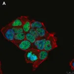 Merck Anti-Histone H3.3 G34R Antibody, clone 2L10 ZooMAb Rabbit Monoclonal