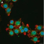 Merck Anti-IL-33 Antibody, clone 5K9, ZooMAb Rabbit Monoclonal