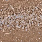 Merck Anti-Synaptophysin Antibody, clone 2B21, ZooMAb Rabbit Monoclonal