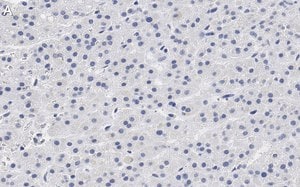 Merck Anti-CXCR4 Antibody, clone 2L2, ZooMAb Rabbit Monoclonal