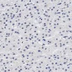 Merck Anti-CXCR4 Antibody, clone 2L2, ZooMAb Rabbit Monoclonal