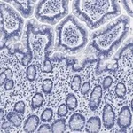 Merck Anti-Gab1 Antibody, clone 4B20, ZooMAb Rabbit Monoclonal