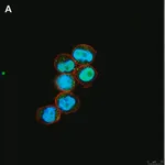 Merck Anti-C-EBP alpha Antibody, clone 2E17, ZooMAb Rabbit Monoclonal