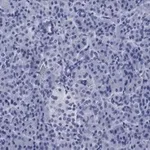 Merck Anti-ZNF598 Antibody, clone 3N7, ZooMAb Rabbit Monoclonal