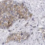 Merck Anti-Glypican-1 Antibody, clone 1J4, ZooMAb Rabbit Monoclonal