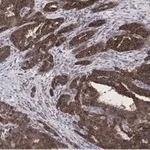 Merck Anti-BIM Antibody, clone 2O18, ZooMAb Rabbit Monoclonal