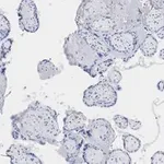 Merck Anti-BCRP (ABCG2) Antibody, clone 10K5 , ZooMAb Rabbit Monoclonal