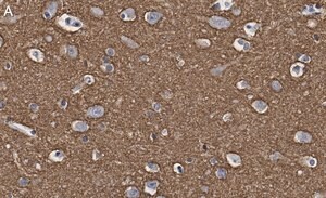 Merck Anti-GAP43 Antibody, clone 1D6 , ZooMAb Rabbit Monoclonal