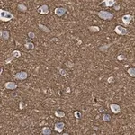 Merck Anti-GAP43 Antibody, clone 1D6 , ZooMAb Rabbit Monoclonal
