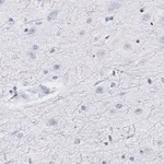 Merck Anti-Neurogranin Antibody, clone 1D4 , ZooMAb Rabbit Monoclonal
