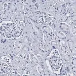 Merck Anti-CD34 Antibody, clone 5C15 , ZooMAb Rabbit Monoclonal