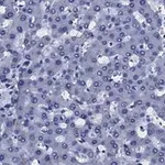 Merck Anti-Transferrin Antibody, clone 2B8 , ZooMAb Rabbit Monoclonal