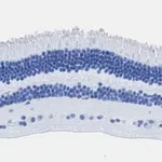 Merck Anti-Recoverin Antibody, clone 1J23, ZooMAb Rabbit Monoclonal