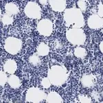 Merck Anti-Iba1/AIF1 Antibody, clone 16B14, ZooMAb Rabbit Monoclonal