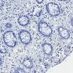Merck Anti-C-EBP beta Antibody, clone 8G18, ZooMAb Rabbit Monoclonal