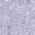 Merck Anti-HSP60 Antibody, clone 1N3, ZooMAb Rabbit Monoclonal